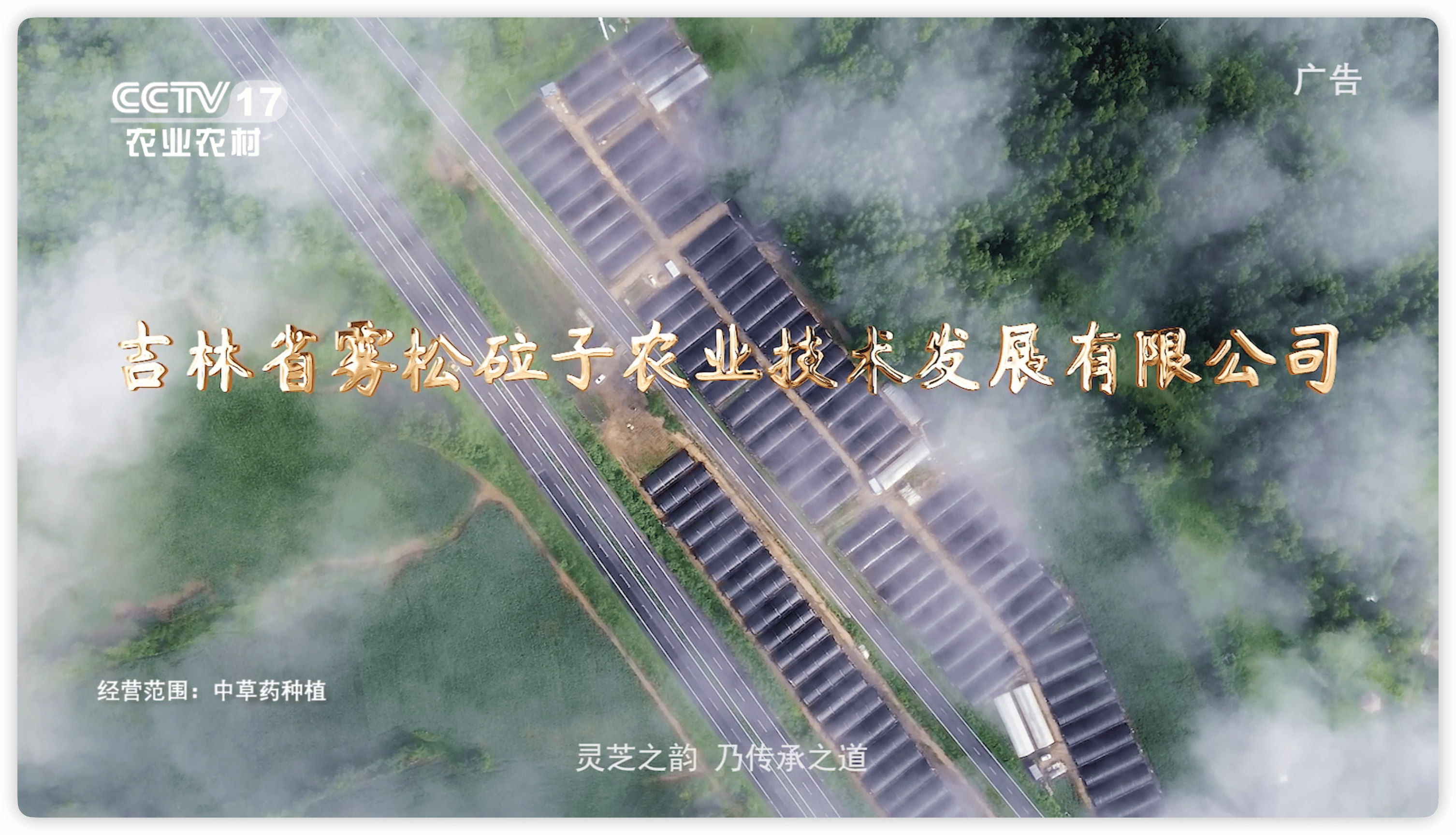 节目回顾《雾松砬子灵芝1分钟》